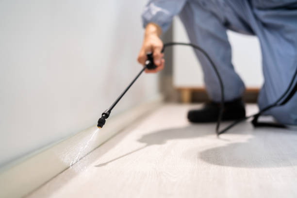 Licensed Wasp Removal service in Salineville, OH - Show Me Pest Control